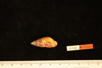 Media type: image; Malacology 137584